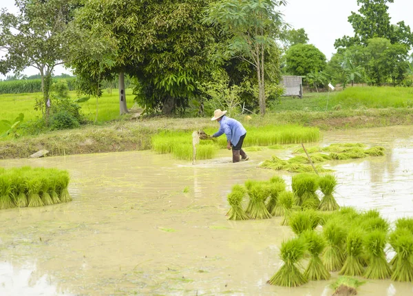 Asian farmer was soaked with water and mud to be prepared seedling of rice to planting