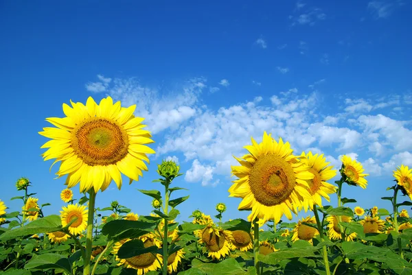 Sunflowers field background