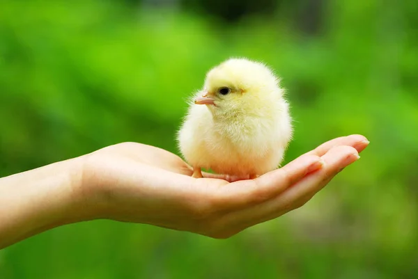 Hand Holding Baby Chick