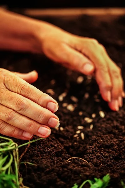Hand of elderly woman throwing seeds in dirt.