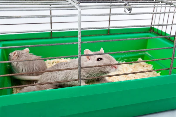 Mouse gerbil cage house cell