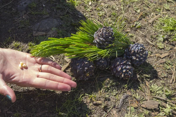 Nuts and cones of Siberian cedar pine.