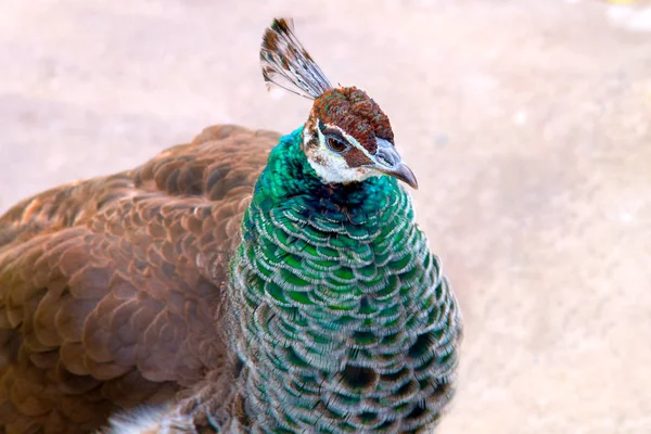 Beautiful young animal bird peacock
