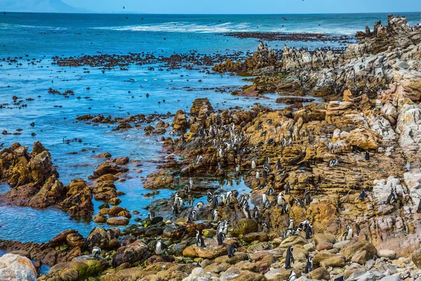 Colony of African black- white penguins