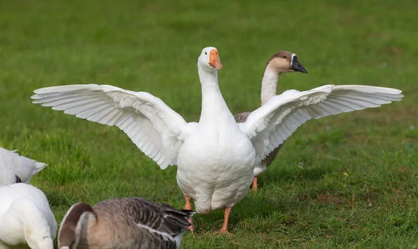 Goose flaps its wings