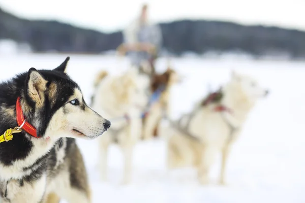 Sledding with husky dogs