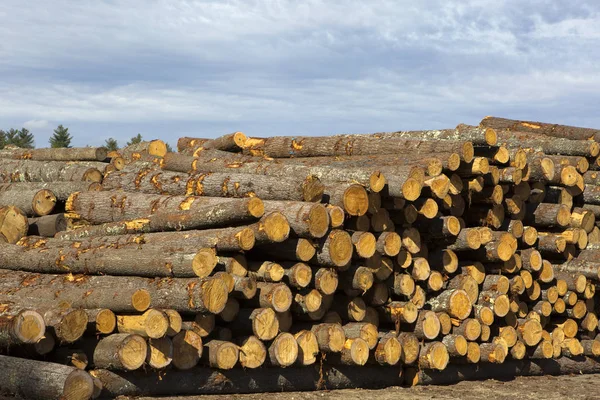 Logging Timber Forestry Industry
