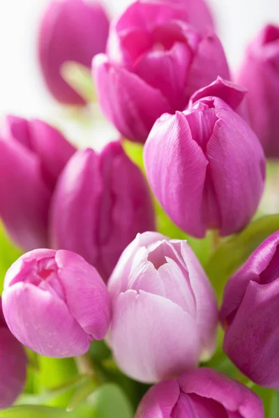 Beautiful purple tulip flowers background
