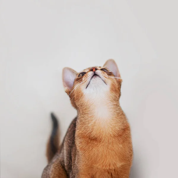 Abyssinian kitten looking up. Close-up portrait