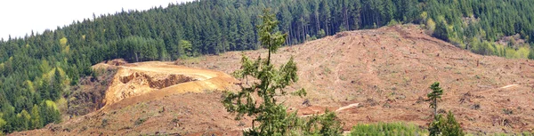 Clear cut logging slope,