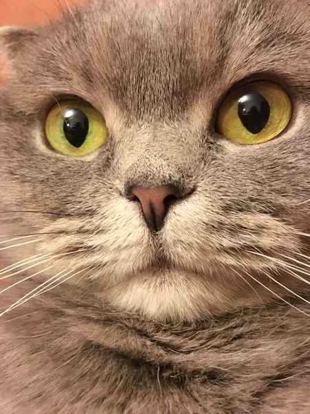 Funny face of scottish fold cat with big orange eyes. Funny sticker.