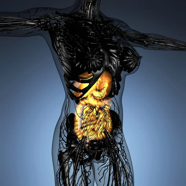 Science anatomy of woman body with glow digestive system