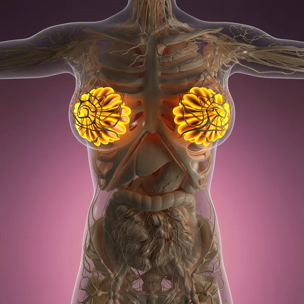 Science anatomy of human body with glow mammary gland