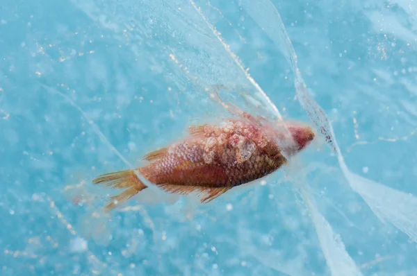 Fish frozen in ice