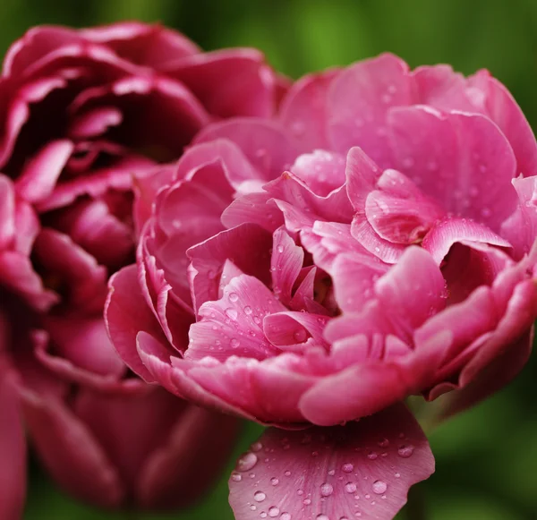 Beautiful pink  peony flowers in full bloom in the garden in spr