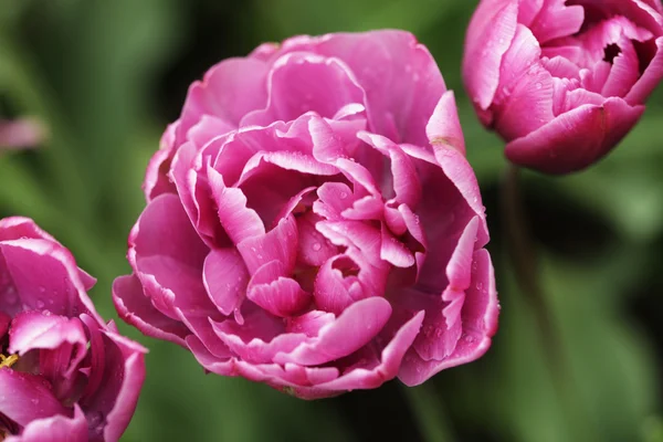 Beautiful pink peony flowers in full bloom in the garden