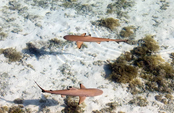 礁鲨,水晶般清澈的水通过俯视图 - 图库照片KK