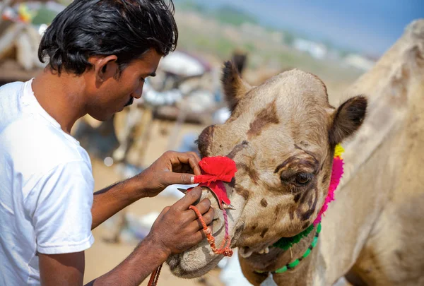 Rajasthani Indian man decorates his camel at Pushkar Fair, India