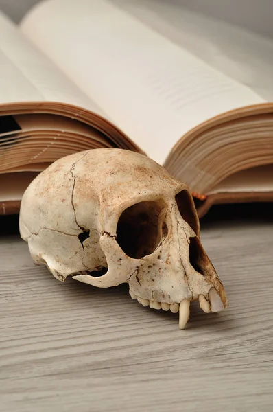 Vervet monkey skull displayed next to an open book
