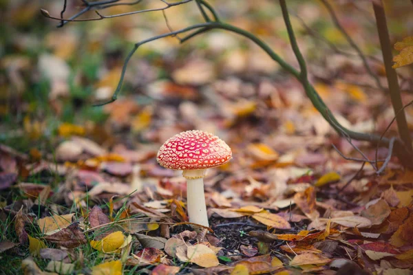 Little amanita mushroom