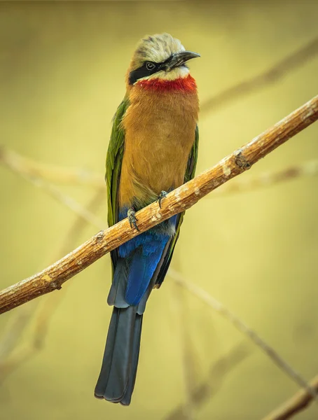 Bee eater  perched on a branch