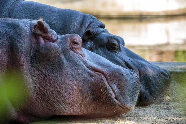Hippos sleeping on the ground