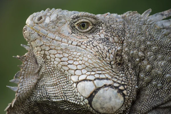 Close up of wild iguana lizard face