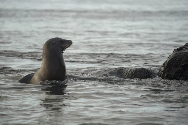 Wild sea lion swimming in ocean water