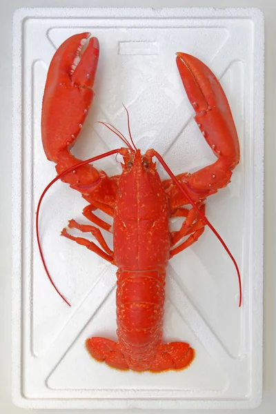 Cooked Orange Lobster