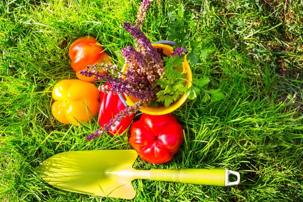 Gardening tool and vegetables