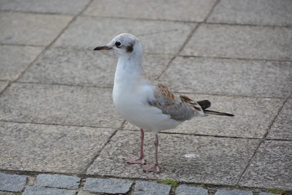 Seagull by the Baltic Sea