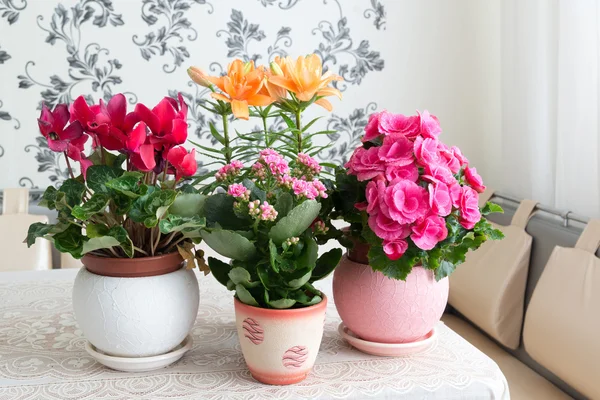 Several potted flowers are on table in the room