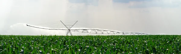 Irrigation system in corn field on hot dry summer day during drought