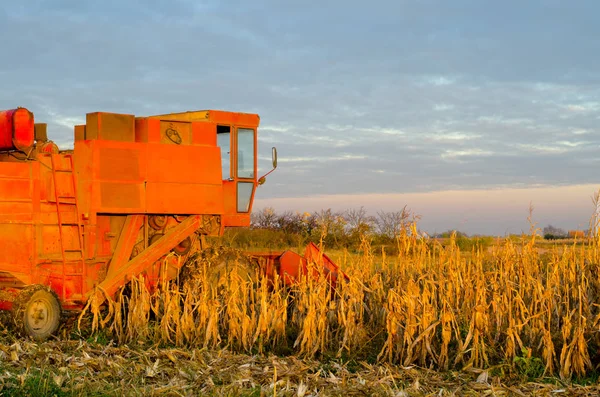 Harvester combine harvesrting corn on sunny summer day