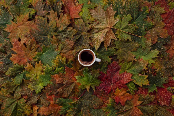 Cup of coffee on the maple leaves background.