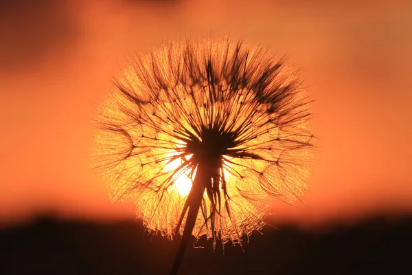 Dandelion on red sunser background