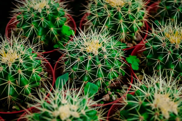 Various cactus plants Group of small cactus in the pot. close up