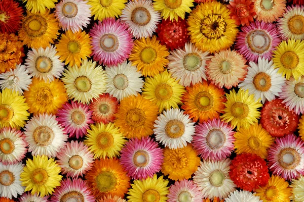 Colourful Mosaic of dried Straw Flowers ( Helichrysum bracteatum )