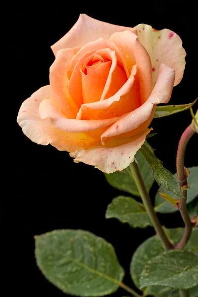 Natural pale pink rose on black