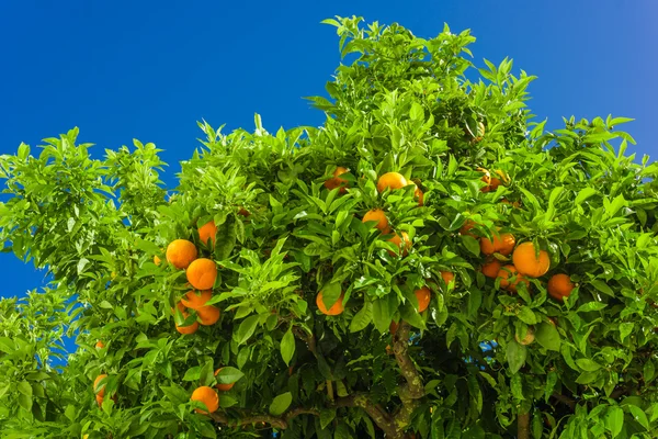Orange tree. oranges hanging on branch, orange orchard