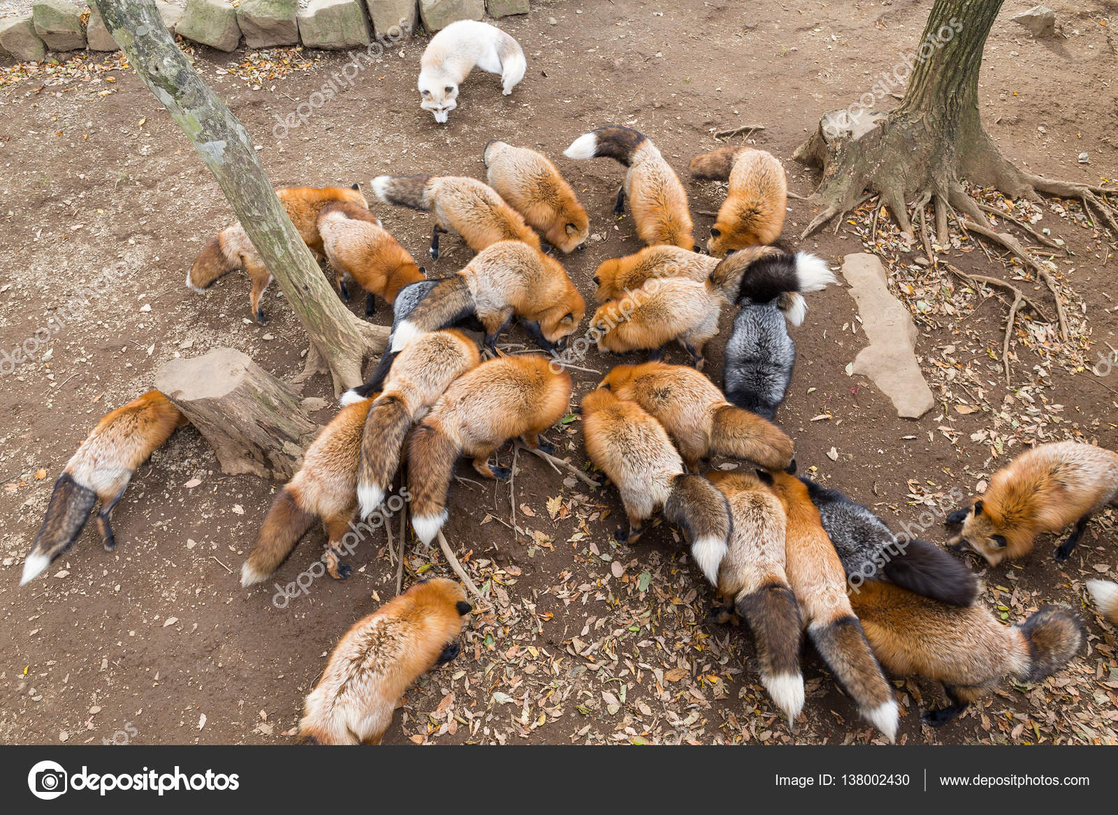 Group Foxes 50