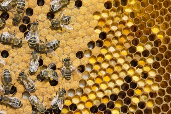 Pollen, larvae, cocoons, bees.