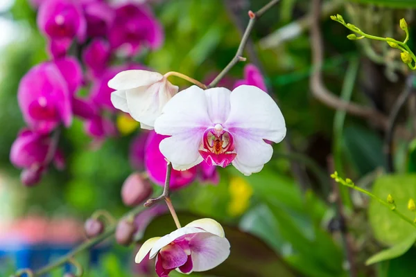 Beautiful Purple and White Orchid Flower with Green in Background, Hong Kong