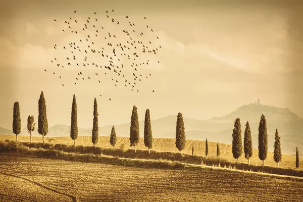 Vintage Tuscany Landscape of cypresses trees and birds