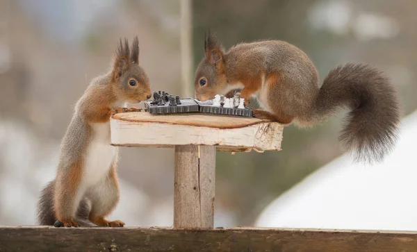 The squirrel chess masters