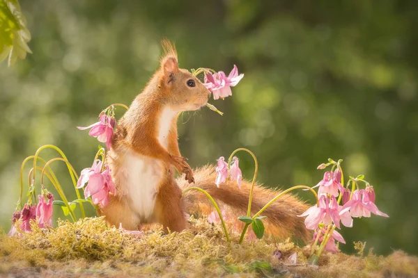The squirrel flowers surround