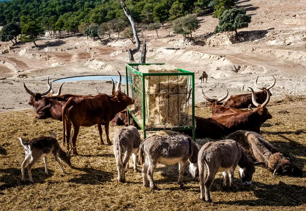 Animals feeding at Safari park of Aitana. Alicante province
