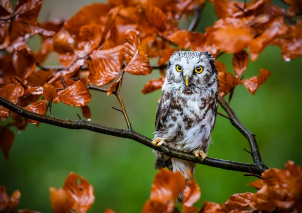 Boreal owl in the orange larch autumn tree.