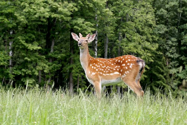 Sika deer (summer)