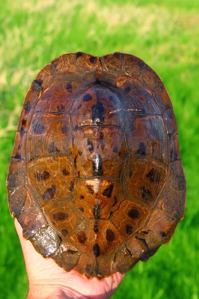 Map Turtle Shell Patterns
